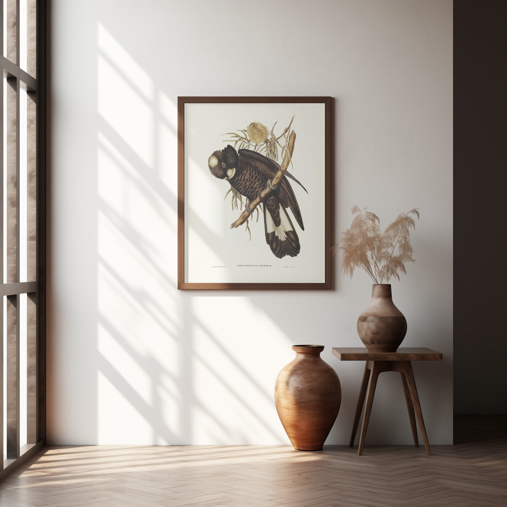 Baudin's Cockatoo Poster
